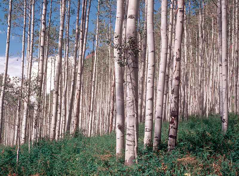 Aspen, Castle Creek, Colorado