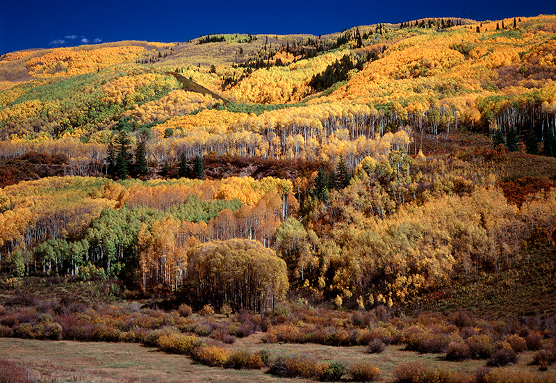 Autumn Aspen, Dallas Divide