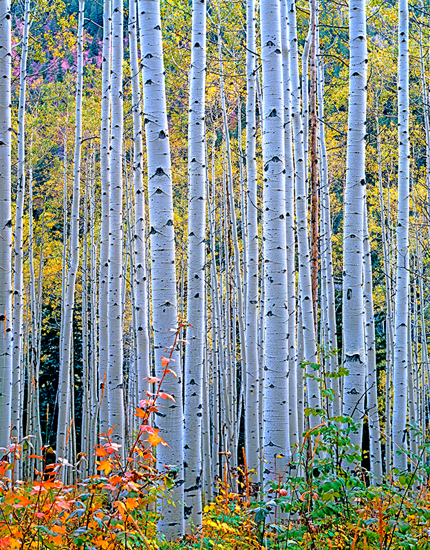 Autumn Aspen, Marble, Colorado