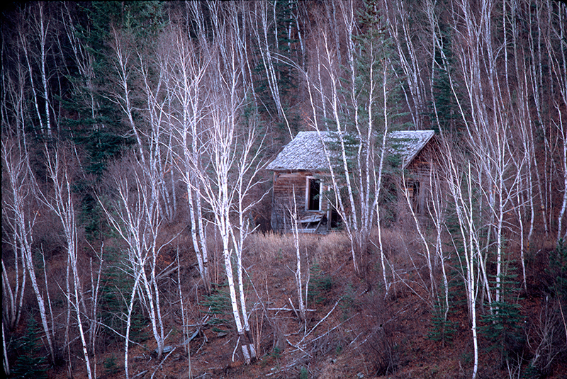 Cabin, Black Hills, South Dakota