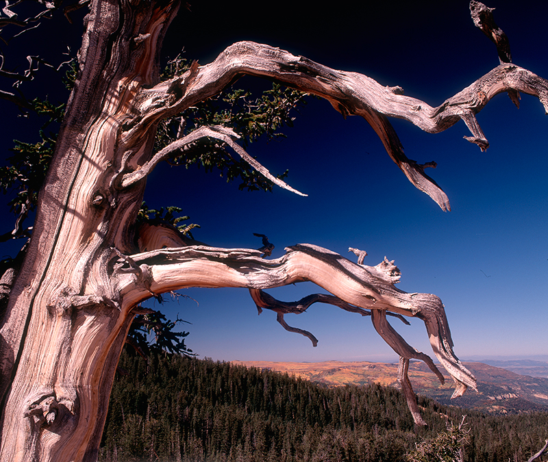 Bristlecone Pine, Cedar Breaks, Utah