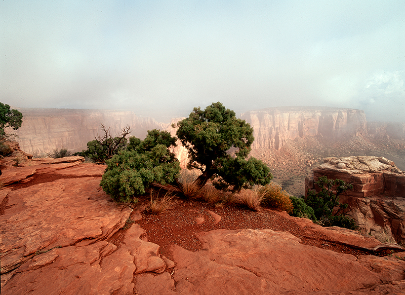 Sunrise, Juniper and Fog, Colorado National Monument #1