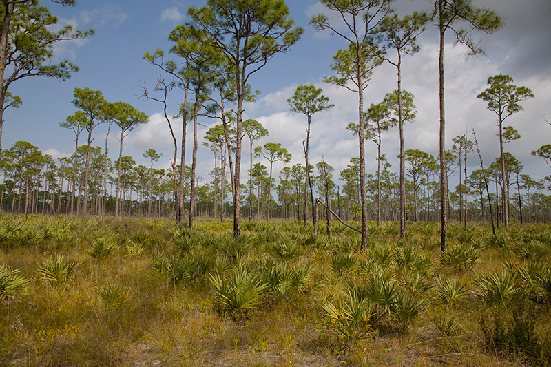Piney Woods, Jonathan Dickinson State Park, Florida