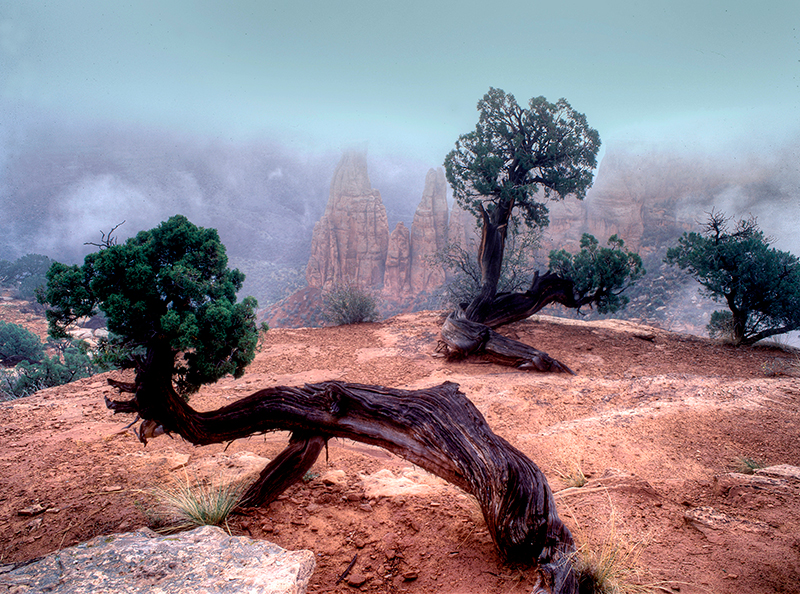 Sunrise, Juniper and Fog, Colorado National Monument #2