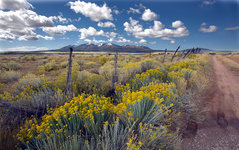 Rabbitbrush, Abajo Mountains, Utah