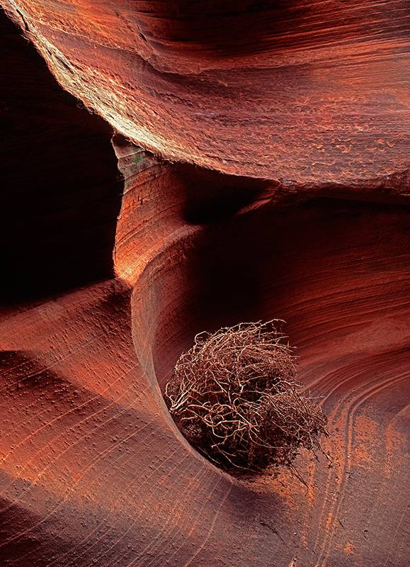 Tumbleweed, Buckskin Gulch, Utah