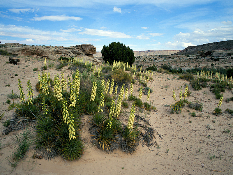 Cathedral Loop