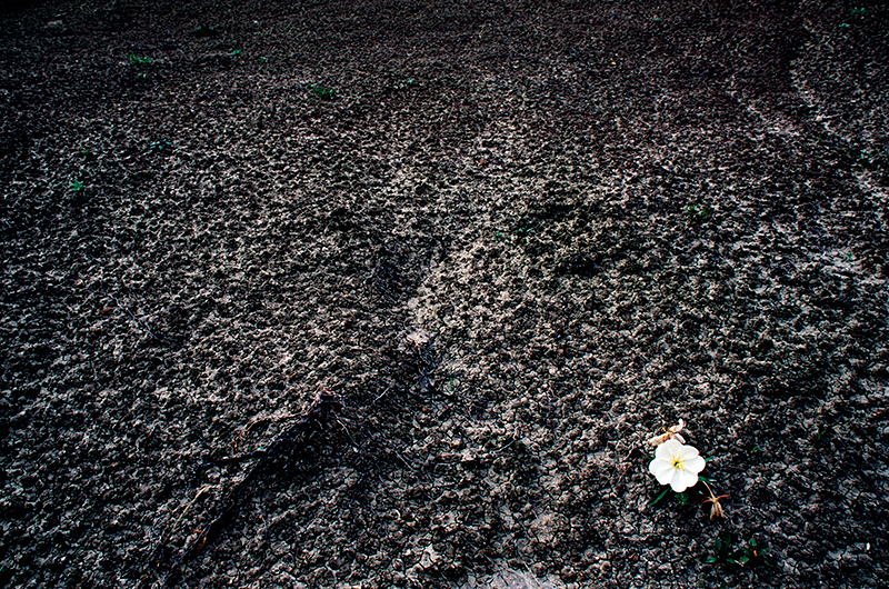 Evening Primrose South Dakota