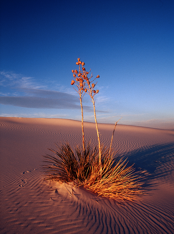 White Sands New Mexico 2