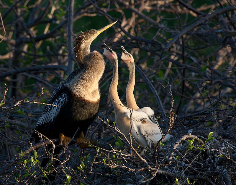 Anhinga MG 1987