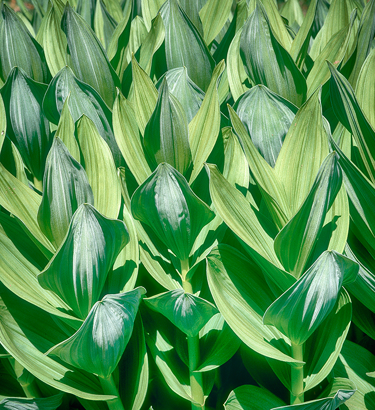 California Corn Lilies Colorado