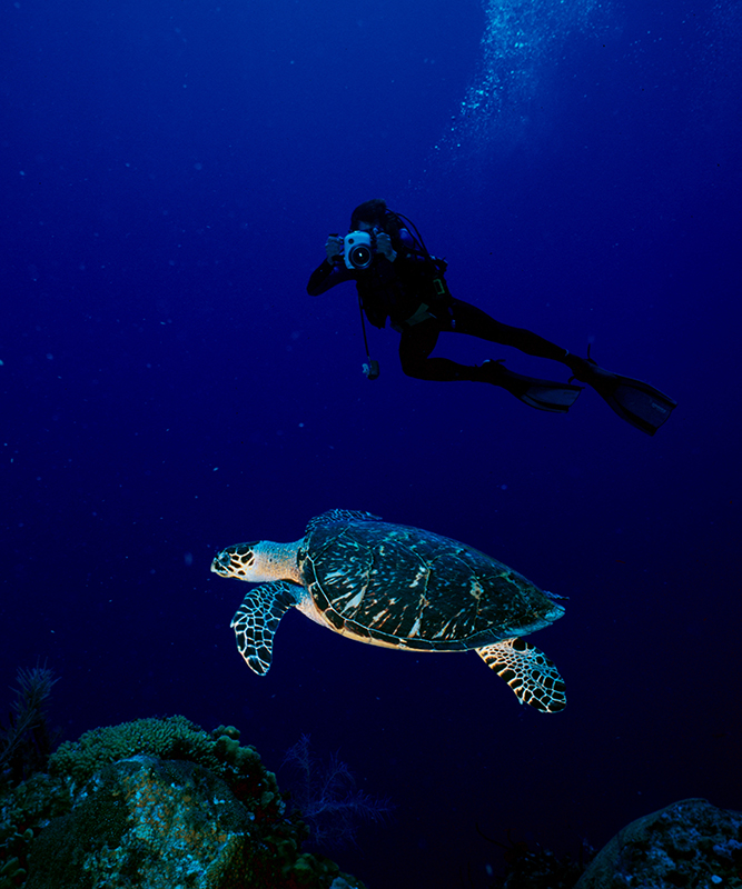 Cayman Turtle