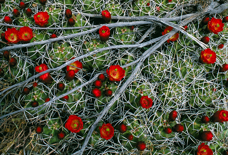 Claret Cup Cactus in Bloom Sagebrush Skeleton
