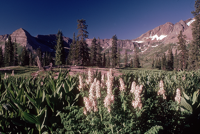 Colorado Wilderness 00