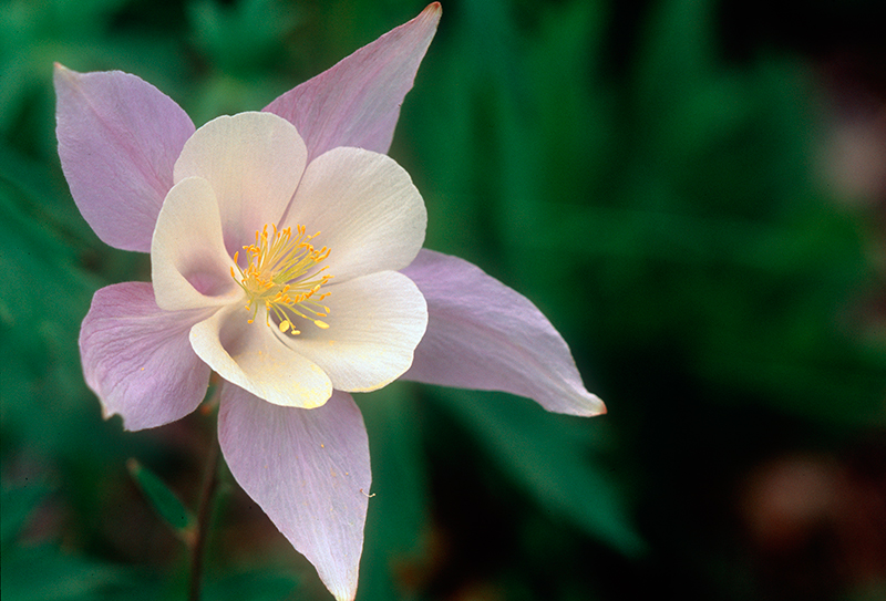 Columbine Colorado