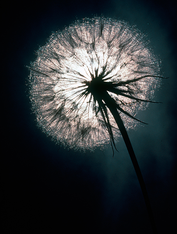 Dandelion