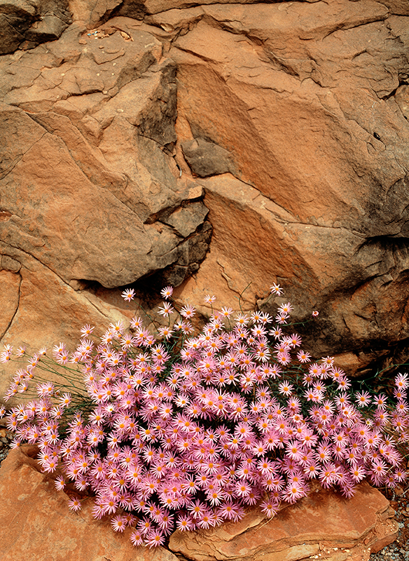 Desert Aster