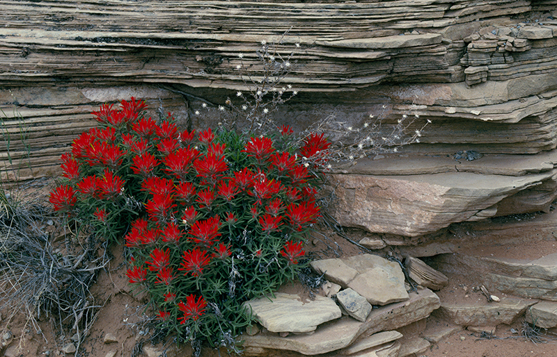 Desert Paintbrush Utah