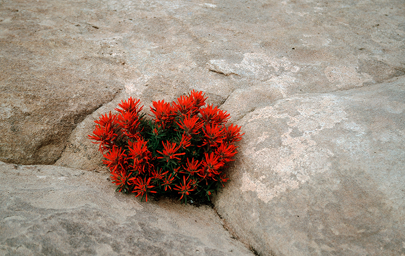 Desert Paintbrush