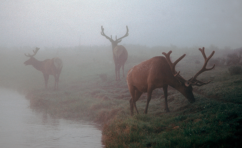 Elk in the Mist Yellowstone River