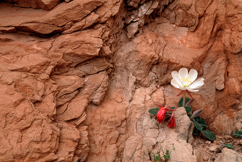 Evening Primrose Southwest Utah