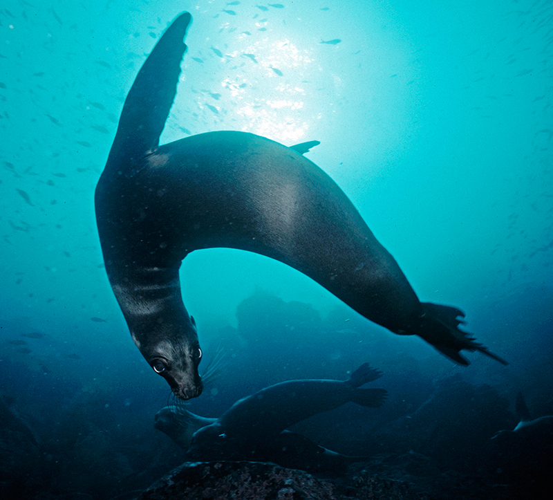 Galapagos Sea Lion