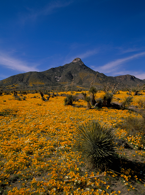 Mexican Poppies New Mexico