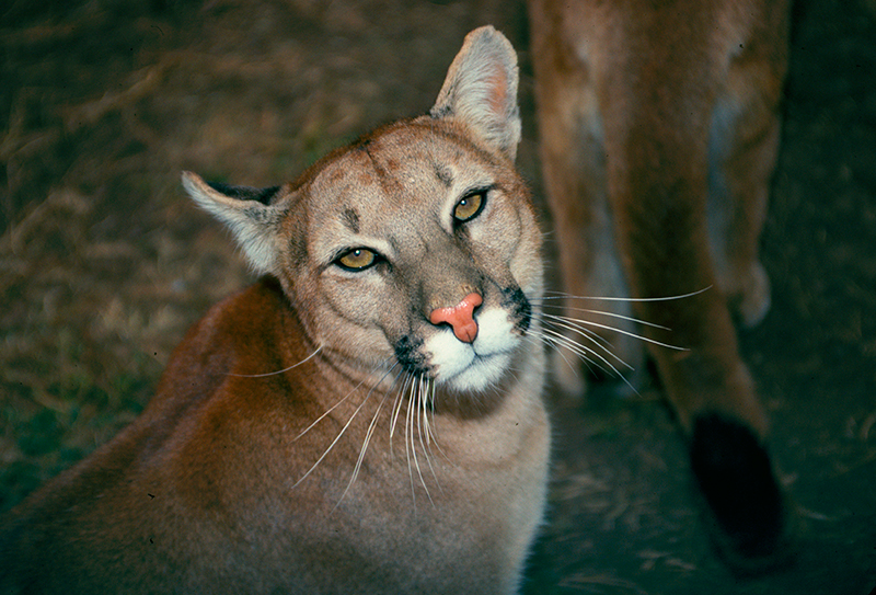 Mountain Lion South Dakota