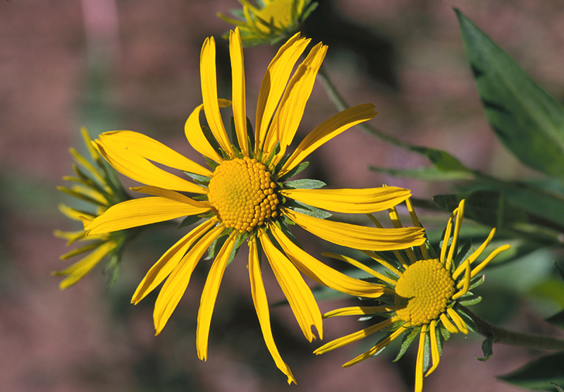 Orange Sneezeweed 