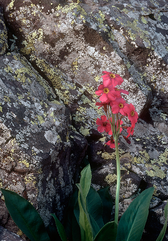 Parrys Primrose Colorado