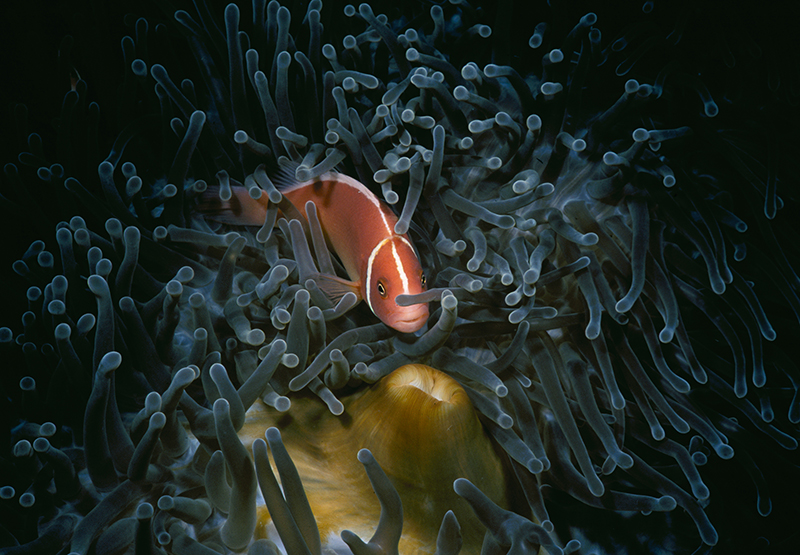 Pink Anemonefish 2 