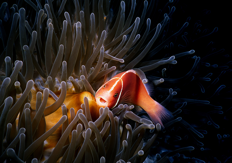 Pink Anemonefish New Guinea