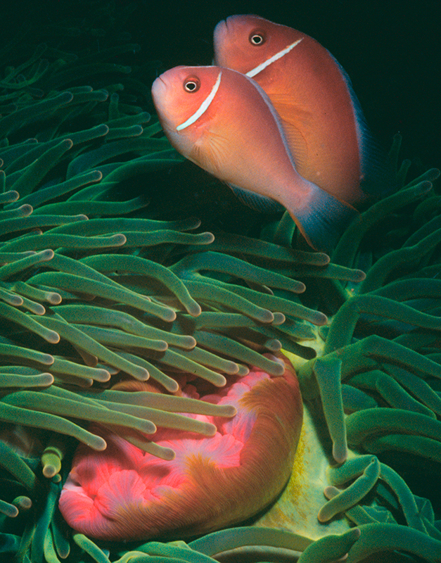 Pink Anemonefish