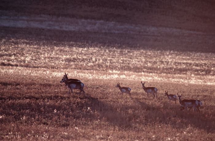 Pronghorn 1