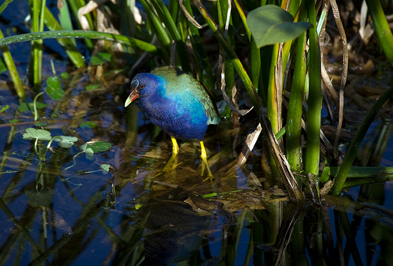 Purple Gallinule MG 1837