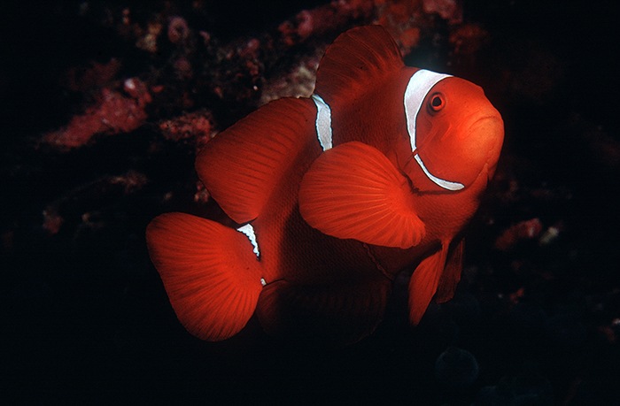 Spine Cheek Anemonefish 021