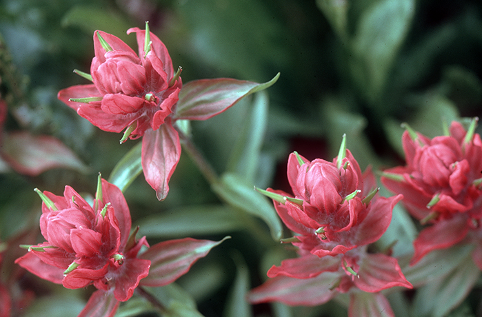 Indian Paintbrush 0010