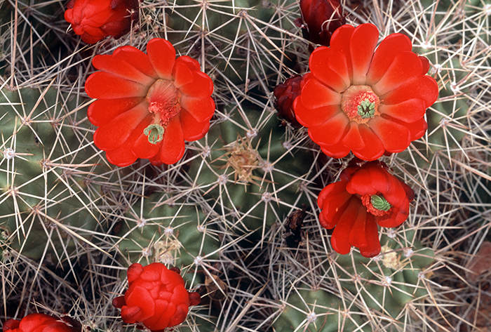 Claret Cup Cactus 008