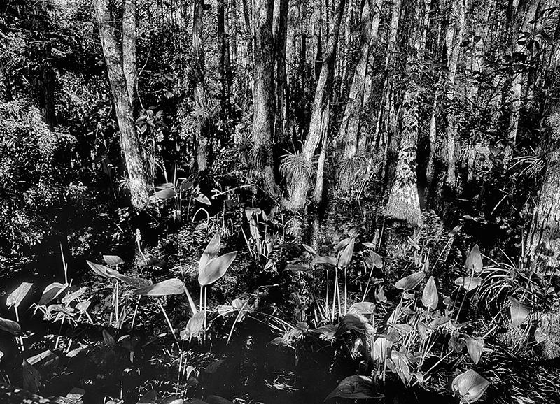 Audubon Corkscrew Swamp Sanctuary, Florida