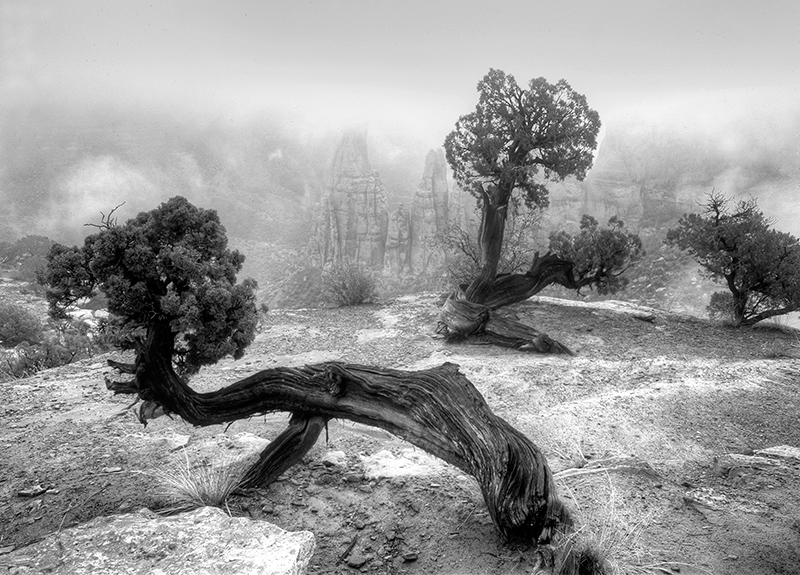 Juniper and Fog, Colorado National Monument