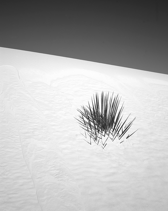 Soaptree Yucca, White Sands, New Mexico #2