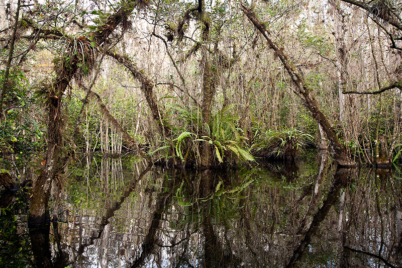 Big Cypress Swamp Florida