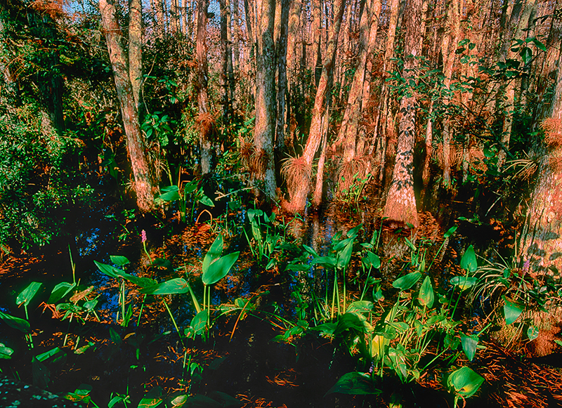 Audubon Corkscrew Swamp Sanctuary, Florida #1