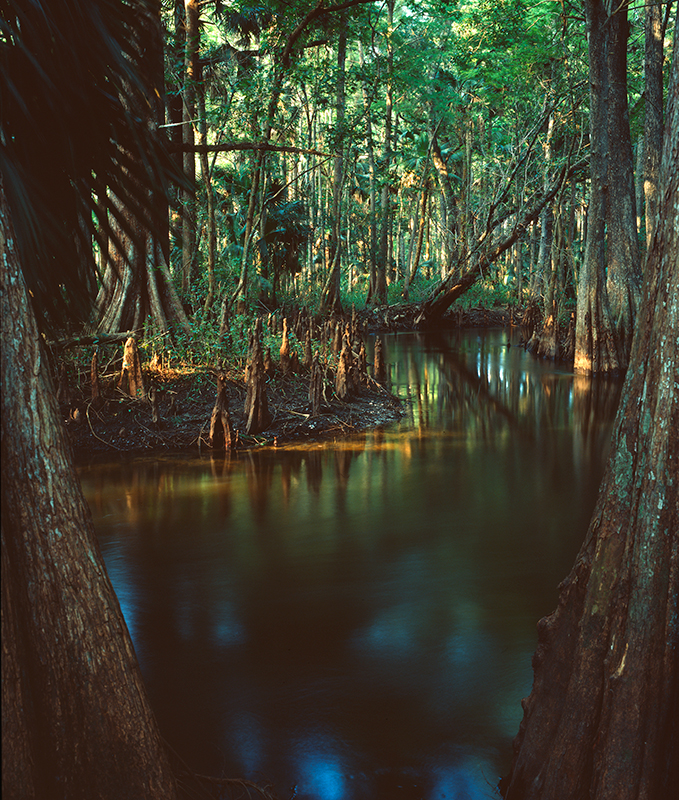 Cyprus Knees, Loxahatchee River, Florida
