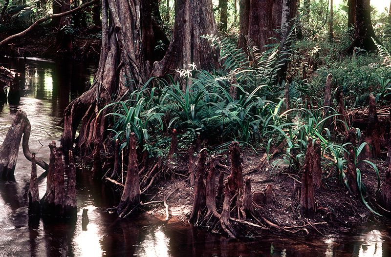 Loxahatchee River, Florida