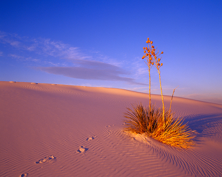 RY-Soaptree-Yucca-White-Sands-01