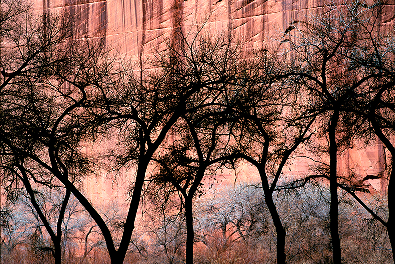Cottonwood Silhouettes, Canyon de Chelly, Arizona